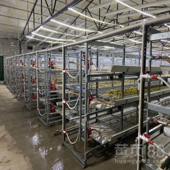 三层全热镀锌肉鸡笼 现代化家禽饲养机械的核心设备